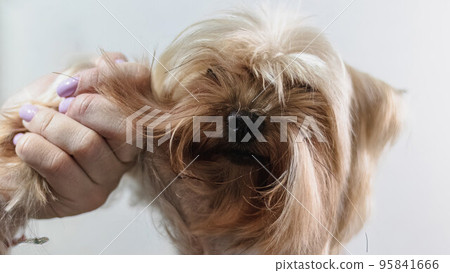Yorkshire terrier grooming and brushing at home by professional groomer 95841666