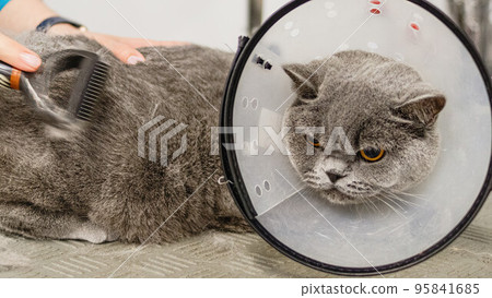 Cat looking at camera after hair brushing at professional grooming service 95841685