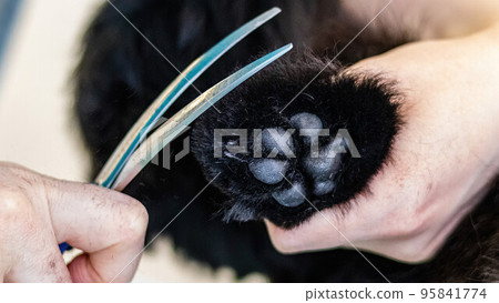 Dog paw pads trimmed with professional tool by groomer close up 95841774