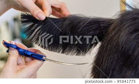 Dog trimmed with professional tool by groomer close up 95841775