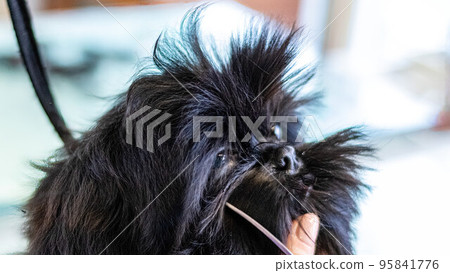 Dog grooming and getting professional service at pet salon by groomer 95841776