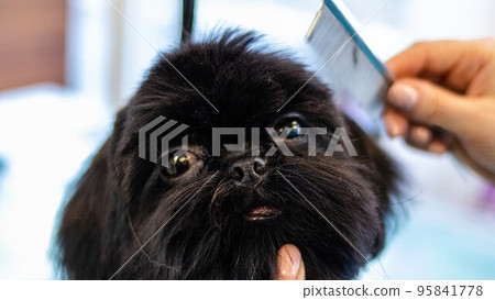 Dog grooming and getting professional service at pet salon by groomer 95841778