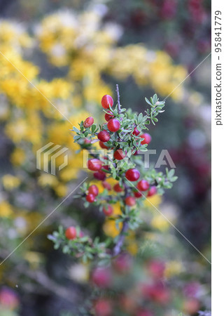 Red Wild fruits, in Patagonia Forest, Argentina 95841779