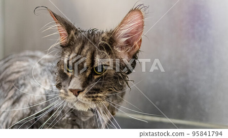 SHOWER CAT (@showercat.co)