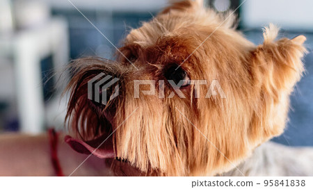 Yorkshire terrier grooming and brushing at home by professional groomer 95841838