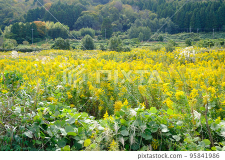 Solidago altissima that grows in clusters 95841986