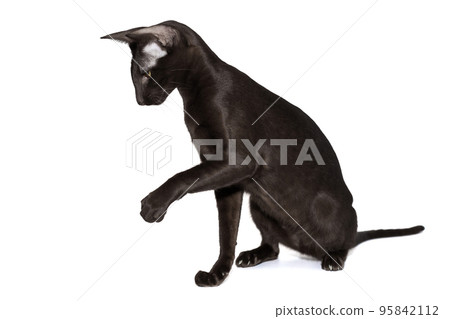 Playful, young black oriental cat Playful, young black oriental cat 95842112