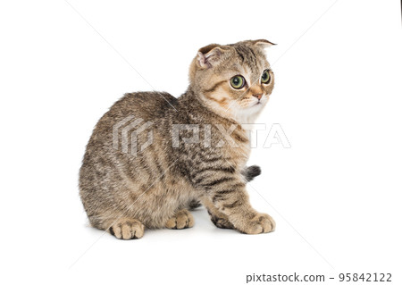 Scottish fold kitten, side view 95842122