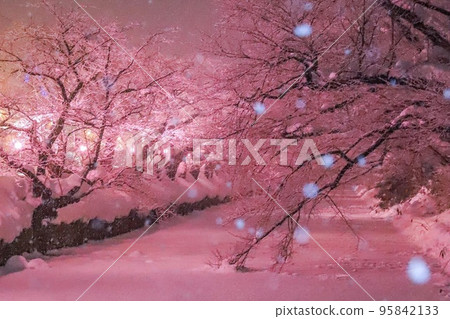 Hirosaki cherry blossom light up 95842133