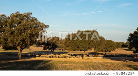 Iberian pigs, Pata Negra grazing in Extremadura landscape near Trujillo in Spain Iberian pigs, Pata Negra grazing in Extremadura landscape near Trujillo in Spain 95842284