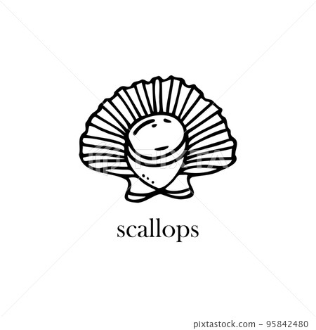 Vector illustration of a scallop on a shell. Seafood. 95842480