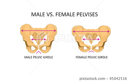 Anatomy pelvic bone male and female - Stock Illustration [95842516