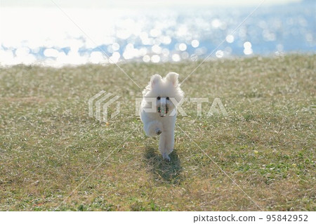 一條狗在海邊的草地上奔跑 95842952