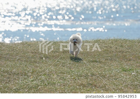 一條狗在海邊的草地上奔跑 95842953