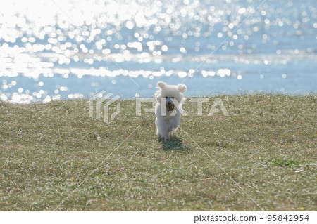 一條狗在海邊的草地上奔跑 95842954