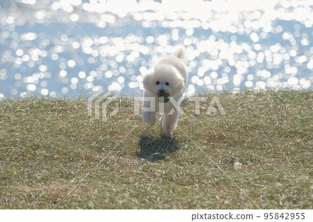 A dog running on a meadow by the sea A dog running on a meadow by the sea 95842955