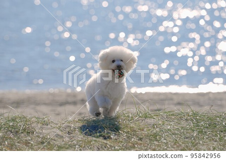 一條狗在海邊的草地上奔跑 95842956