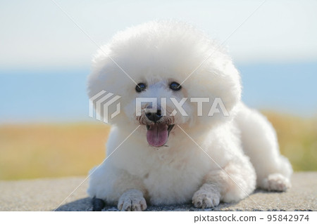 基於海邊堤防的一條白狗 95842974