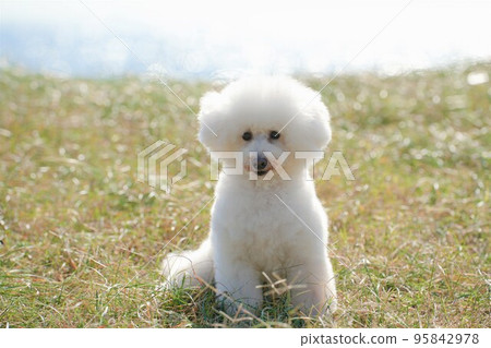 A white dog resting on a meadow by the sea A white dog resting on a meadow by the sea 95842978