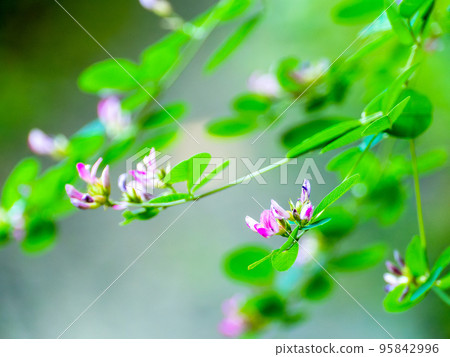 Autumn scenery, lovely and cute clover flowers Autumn scenery, lovely and cute clover flowers 95842996