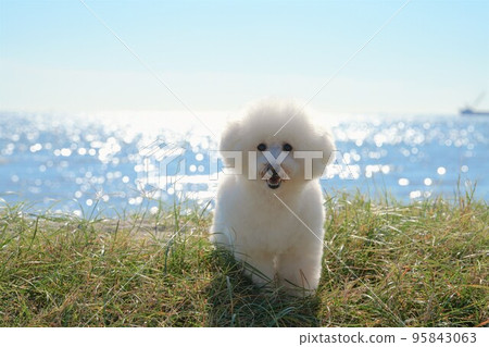 一隻白狗在海邊的草地上休息 一隻白狗在海邊的草地上休息 95843063