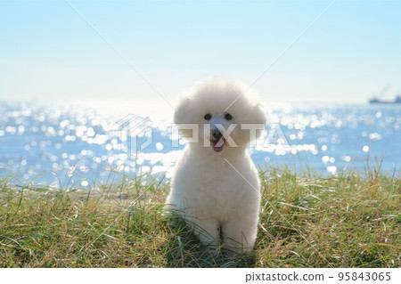 A white dog resting on a meadow by the sea 95843065