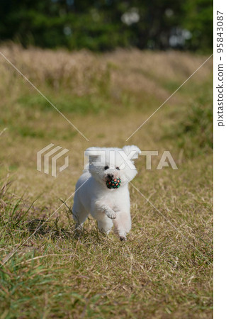 white dog running in the meadow white dog running in the meadow 95843087