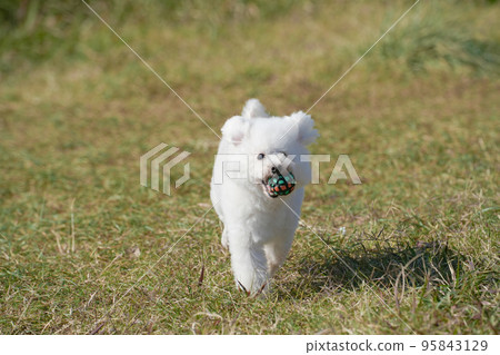 white dog running in the meadow white dog running in the meadow 95843129