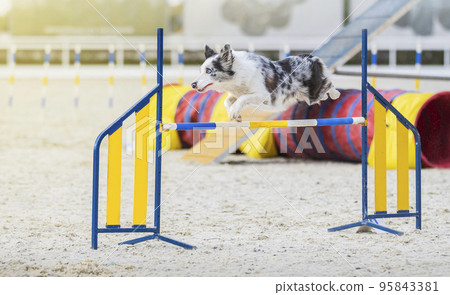 Australian Shepherd. Dog on agility competition. The Aussie dog jumps over an obstacle. Sporting event, achievement in sport. Summer light. Summer 95843381