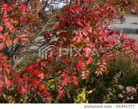 群馬縣吾妻郡草津町草津白根山，經常觀測的火山，湯釜的成層火山，攝於 2007 年 10 月 95843777