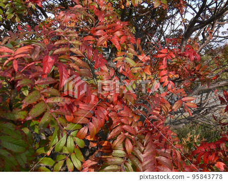 群馬縣吾妻郡草津町草津白根山，經常觀測的火山，湯釜的成層火山，攝於 2007 年 10 月 95843778