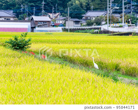 Harvest in autumn Rural scenery with rice fields and egrets 95844171