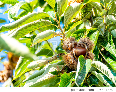 Autumn tradition Tasty-looking chestnuts Autumn tradition Tasty-looking chestnuts 95844270