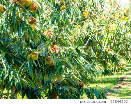 秋季傳統美味栗子 秋季傳統美味栗子 95844292