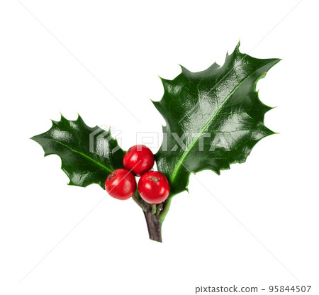 Holly berries branch isolated on white background. Christmas holly branch for design. 95844507