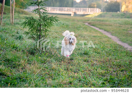A poodle runs through the grass in the early morning A poodle runs through the grass in the early morning 95844628