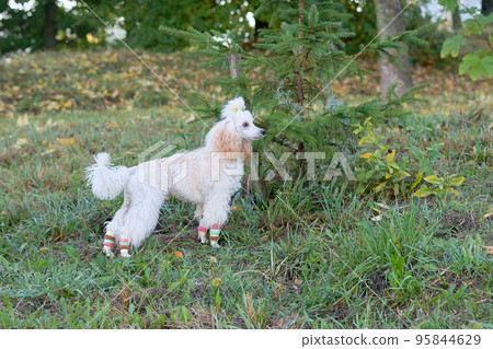 The poodle is standing on the grass near a small coniferous tree 95844629