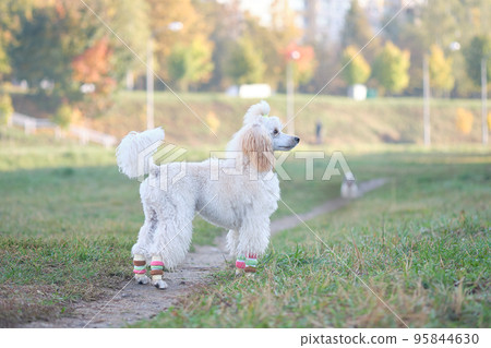 Companion dog poodle dwarf stands against the background of the park Companion dog poodle dwarf stands against the background of the park 95844630