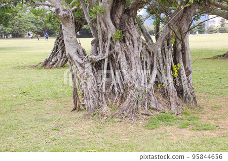 榕樹 95844656