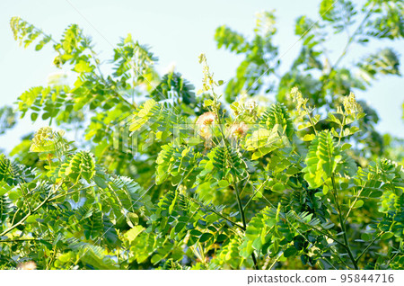 Rain tree or Samanea saman, LEGUMINOSAE MIMOSOIDEAE 95844716