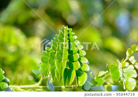 Rain tree or Samanea saman, LEGUMINOSAE MIMOSOIDEAE 95844719