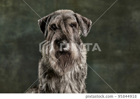 Serious look. Portrait of beautiful grey color Schnauzer dog posing isolated over dark vintage background. Concept of domestic animal, breed, pets, care, beauty Serious look. Portrait of beautiful grey color Schnauzer dog posing isolated over dark vintage background. Concept of domestic animal, breed, pets, care, beauty 95844918