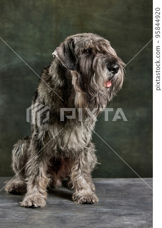 Charming beautiful grey color Schnauzer dog posing isolated over dark vintage background. Concept of domestic animal, breed, pets, care, beauty 95844920