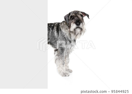 One purebred dog Mittelschnauzer isolated over white background. Animal, pets, care, beauty and ad concept. Pet looks calm, cute and healthy One purebred dog Mittelschnauzer isolated over white background. Animal, pets, care, beauty and ad concept. Pet looks calm, cute and healthy 95844925