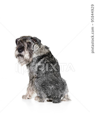 Back view of Schnauzer dog sitting isolated over white background. Concept of domestic animal, breed, pets, care, beauty and ad Back view of Schnauzer dog sitting isolated over white background. Concept of domestic animal, breed, pets, care, beauty and ad 95844929
