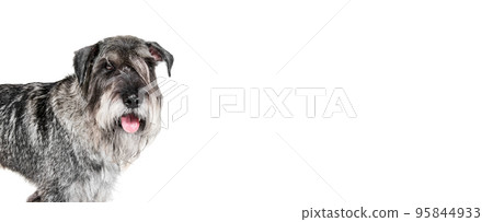 Portrait of adult Schnauzer dog posing isolated over white background. Concept of domestic animal, breed, pets, care, beauty and ad Portrait of adult Schnauzer dog posing isolated over white background. Concept of domestic animal, breed, pets, care, beauty and ad 95844933
