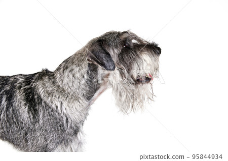 One purebred dog Mittelschnauzer isolated over white background. Animal, pets, care, beauty and ad concept. Pet looks calm, active and healthy 95844934