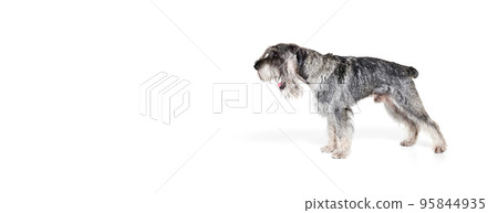 Portrait of adult Schnauzer dog posing isolated over white background. Concept of domestic animal, breed, pets, care, beauty and ad 95844935