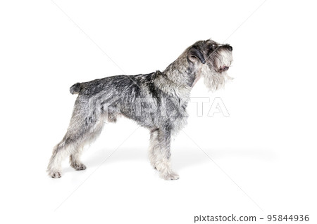 Studio shot of cute grey color mittelschnauzer dog isolated over white background. Animal, pets, care, beauty and ad 95844936