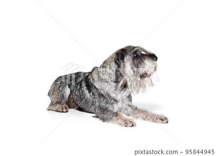 Studio shot of cute grey color mittelschnauzer dog lying floor isolated over white background. Animal, pets, care, beauty and ad Studio shot of cute grey color mittelschnauzer dog lying floor isolated over white background. Animal, pets, care, beauty and ad 95844945